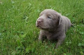 Get a boxer, husky, german we have two gorgeous litters of labrador puppies that are ready for their forever homes!! Akc Silver Labrador Retriever Puppies For Sale In Bristol Wisconsin Classified Americanlisted Com