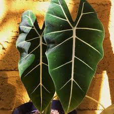 Pin Di Alocasia