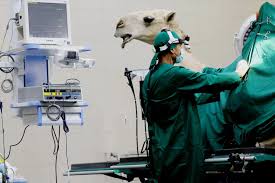 Below is a list of the largest consumer markets of the world, according to data from the world bank. In The Operating Room Of The Largest Camel Hospital In The World Teller Report