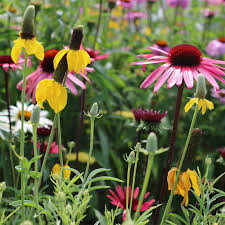 This handy guide to 100 great native flowers, ground covers, shrubs, ferns, and grasses that will thrive in new england gardens. 5 Wild New England Native Asters Mixed Naturalize Butterflys Wildflower Garden Live Bare Root Plants Flowers Plants Sdnkaryamulya2kotacirebon Sch Id