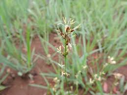 Image result for Scleria bulbifera