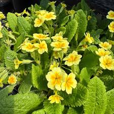 Image result for Primula