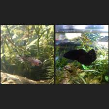 Betta Fish First Day Home Vs 11months At Home She Became A Void Fish Betta Fish Betta How To Become