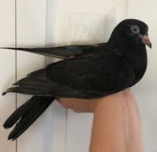 There he goes, one person could be heard saying. Chocolate And Tiramisu Are The Perfect Chicago Pigeon Pets Rescue Facebook