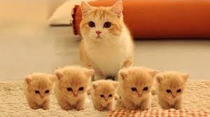 R&eacute;sultat de recherche d'images pour