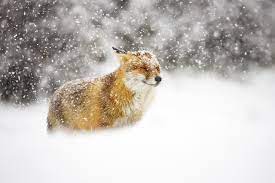 Tierbilder tiere tier fotos natur tiere hirsche schnee ausgestopftes tier winterbilder süße tiere. Desktop Hintergrundbilder Fuchse Winter Schnee Ein Tier