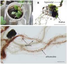 Maybe you would like to learn more about one of these? Isolation Of Native Arbuscular Mycorrhizal Fungi Within Young Thalli Of The Liverwort I Marchantia Paleacea I Abstract Europe Pmc