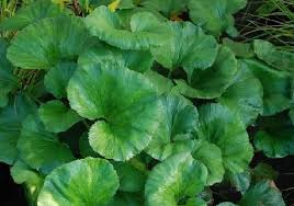 Image result for Gunnera perpensa