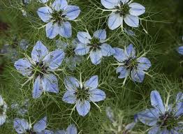 Остановит ли чернушка посевная пандемию? Chernushka Posevnaya Nigella Opisanie I Lechebnye Svojstva Chernushki Primenenie V Narodnoj Medicine I Lechenie