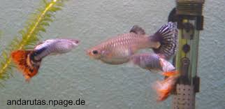 In den letzten jahrzehnten nahm man an, dass der menschliche fuß erst zum ende der pubertät voll entwickelt ist. Aquarienfischzucht