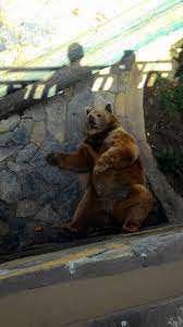 darica hayvanat bahcesi bear brown bear animals