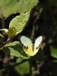 Image result for Phragmanthera usuiensis