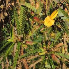 Image result for Aeschynomene elaphroxylon