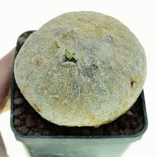 Image result for Adenia kirkii