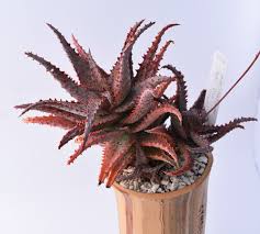Image result for Aloe carnea