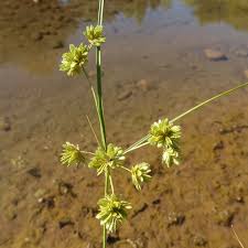 Image result for Bulbostylis contexta