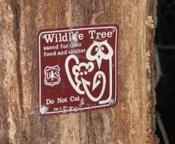To protect against the spread of pests and disease, officials recommended that firewood not be moved long distances. How To Legally Cut Firewood In A National Forest Down To Earth Homesteaders