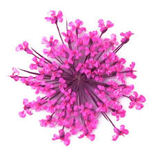 Echo park paper company love christmas collection kit Pressed Flowers Pink Lace Flower 20 Pieces For Art Craft Card Making Scrapbooking Buy Online In Angola At Angola Desertcart Com Productid 55378119