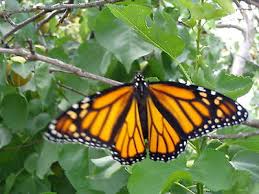 Just broadcast them on the top of the soil early in the spring, and mother nature will tell them when the temperature is right for germination. 100 Swan Plant Milkweed Seeds Food Plant Of Monarch Butterfly Australia 2mtrs Ebay