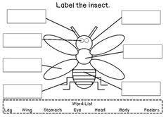 This Is An Early Years Writing Activity Where Children Are Required To Label An Insect Description From Pintere Insect Activities Insects Kindergarten Science