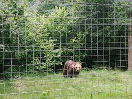 Libearty zarnesti, cu o suprafata de aproximativ 70 hectare de padure, este prima rezervatie naturala pentru ursii captivi din romania. Rezervatia De Ursi De La Zarnesti De Ce Merita O Vizita