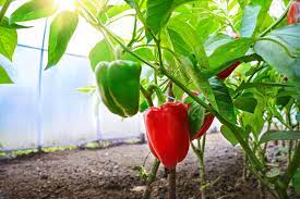 Find the perfect paprika garten stock photos and editorial news pictures from getty images. Paprika Im Gewachshaus Kultivieren Mit Anleitung Wie Es Gelingt