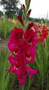 Gladiolus Picasso Gladiolus Flower Garden Flowers
