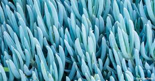 Image result for Senecio homoplasticus