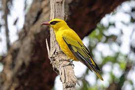 Birds of prey of the world (a golden guide from st. Photos African Golden Oriole Oriolus Auratus Birds Of The World