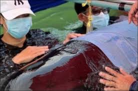 Image result for ThaÃ¯lande: Une baleine pilote meurt aprÃ¨s avoir avalÃ© 80 sacs en