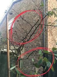 After hitting celebrity chef adam harvey with criminal charges for poisoning a neighbor's maple tree, brooklyn prosecutors are now trying to slap the rogue gardner with even more charges — for pruning its branches. Poisoned Tree Trees And The Law Arbtalk The Social Network For Arborists