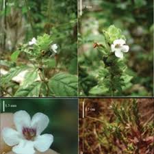 Image result for Dicliptera carvalhoi