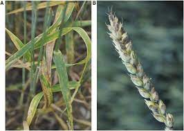 Understanding Yield Loss And Pathogen Biology To Improve Disease Management Septoria Nodorum Blotch A Case Study In Wheat Plant Disease