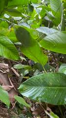 Image result for Hypselodelphys scandens