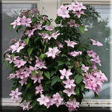 markham pink clematis clematis unique plants perennials
