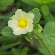 Image result for Sida rhombifolia