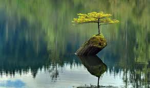 Image result for Hình minh họa: Qua dyzdy.cn