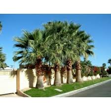 This california fan palm has been rated by the usda suitable for hardiness zone 8, and it is known to be one of the hardiest coryphoidiae palms available. California Fan Palm Seeds Washingtonia Filifera Ø§Ù„Ø³Ø¹Ø± 1 75