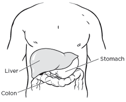 Check spelling or type a new query. About Your Liver Surgery Memorial Sloan Kettering Cancer Center