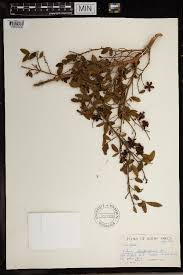 Image result for Ochna atropurpurea