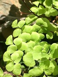 Image result for Adiantum poiretii