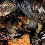 Tidepool Discovery Days (July 16th)