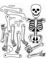 39+ human bone coloring pages for printing and coloring. All Human Bones In Human Anatomy Coloring Pages Bulk Color Coloring Home
