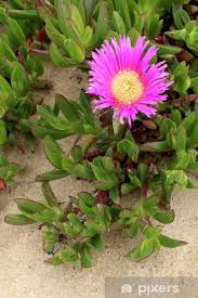 Image result for Carpobrotus