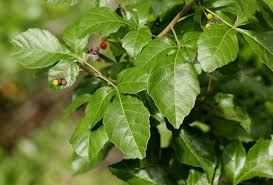 Image result for Allophylus