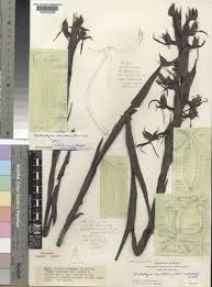 Image result for Centrostigma occultans