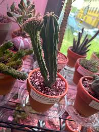 Image result for Myrtillocactus geometrizans