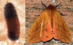 Black And Red Spiky Caterpillar California Transformations Which Caterpillar Becomes Which Butterfly Articles Features