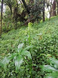 Image result for Arisaema mildbraedii