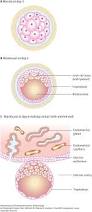 Image result for Embryology